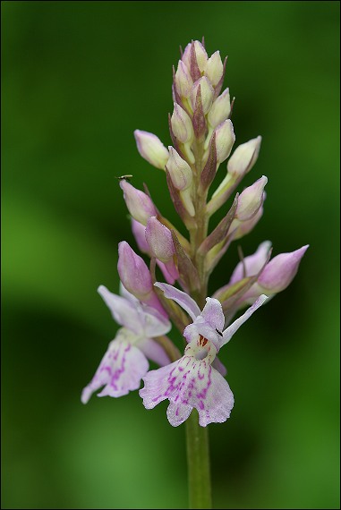 vstavačovec Dactylorhiza sp.