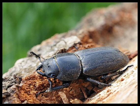 roháčik obyčajný - samička Dorcus parallelopipedus