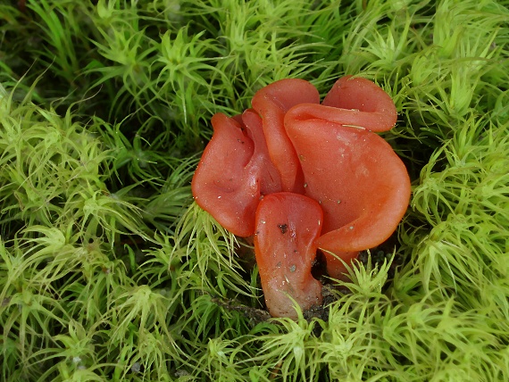 rôsolovec červený  Guepinia helvelloides  (DC.) Fr.