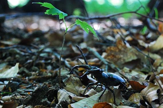 roháč veľký Lucanus cervus