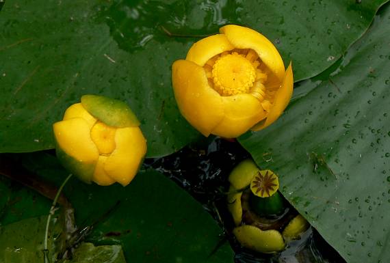 leknica žltá Nuphar lutea (L.) Sm.