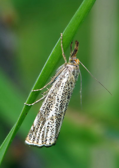 trávovec jarný  Thisanotia chrysonuchella