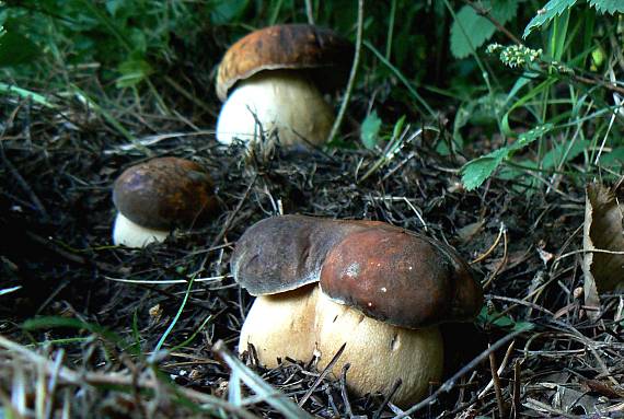 hríb bronzový Boletus aereus Bull. ex Fr.