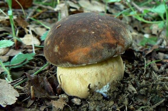 hríb bronzový Boletus aereus Bull. ex Fr.