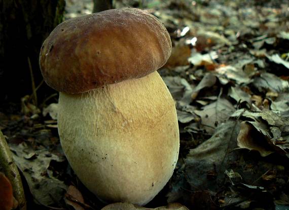 hríb dubový Boletus reticulatus Schaeff.