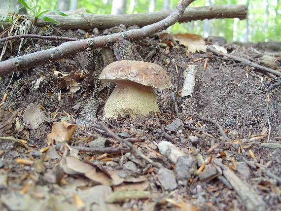 hríb dubový Boletus reticulatus Schaeff.