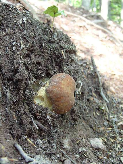 hríb dubový Boletus reticulatus Schaeff.