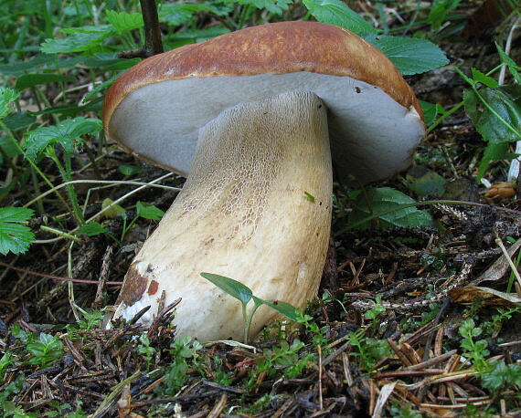 hríb dubový Boletus reticulatus Schaeff.