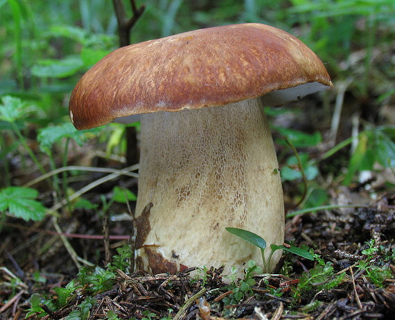 hríb dubový Boletus reticulatus Schaeff.