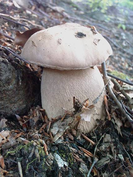 hríb dubový Boletus reticulatus Schaeff.