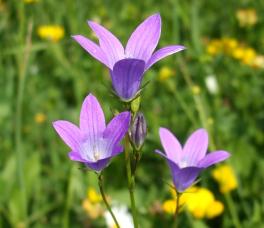 zvonček konáristý Campanula patula L.