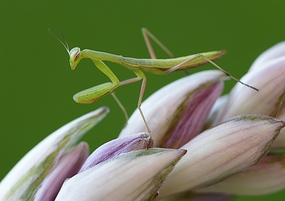 prvá modlivka Mantis religiosa