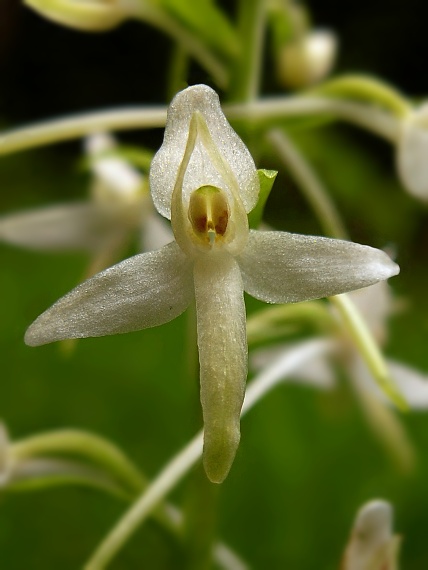 vemenník dvojlistý  Platanthera bifolia  (L.) Rich.