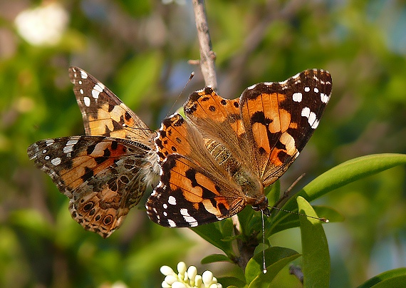 babočka bodliaková Vanessa cardui