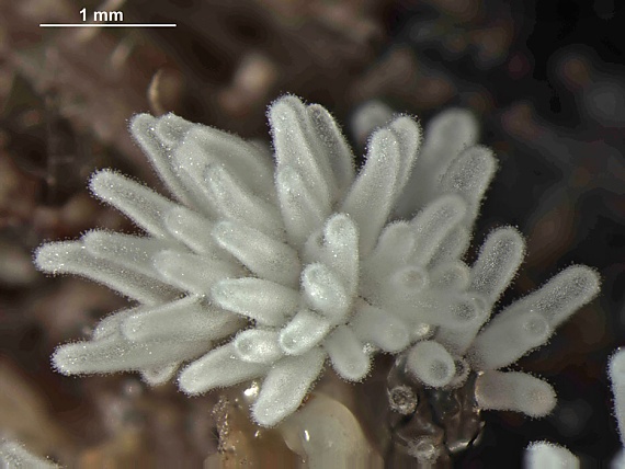 rohačka kríčkovitá - Válečkovka keříčkovitá  Ceratiomyxa fruticulosa var. descendens Emoto (1933)