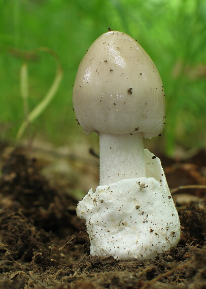 muchotrávka pošvatá Amanita vaginata (Bull.) Lam.