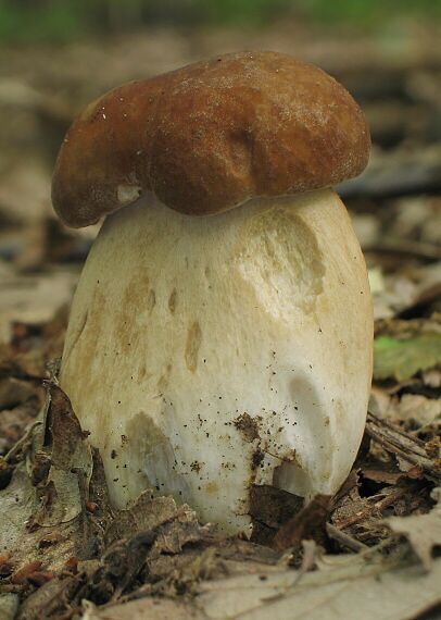 hríb dubový Boletus reticulatus Schaeff.