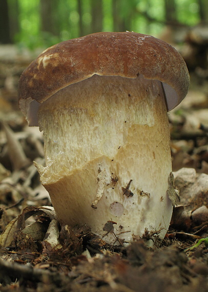 hríb dubový Boletus reticulatus Schaeff.