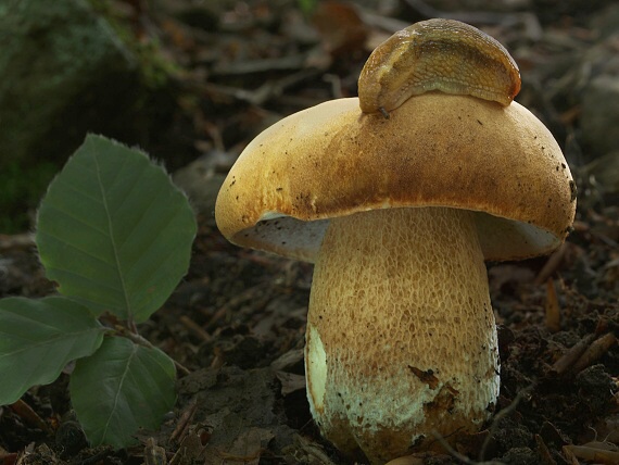 hríb dubový Boletus reticulatus Schaeff.