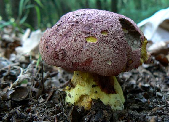 hríb kráľovský Butyriboletus regius (Krombh.) D. Arora & J.L. Frank