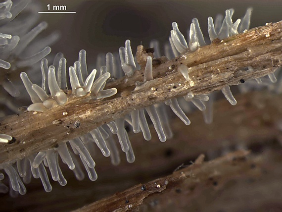 rohačka kríčkovitá, nerozvetvená varieta Ceratiomyxa fruticulosa var. descendens Emoto (1933)