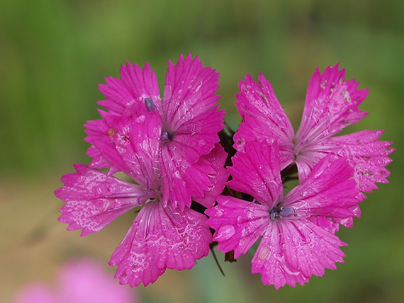 klinček  Dianthus sp.