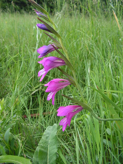 mečík škridlicovitý Gladiolus imbricatus L.