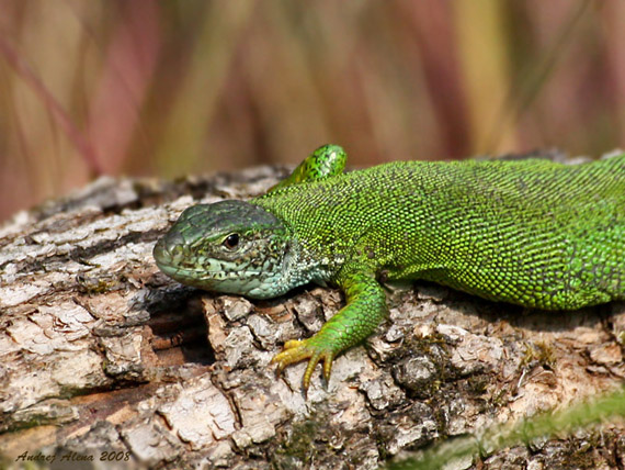 jašterica zelená Lacerta viridis