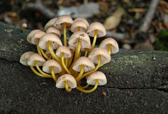 prilbička žltohlúbiková Mycena renati Quél.