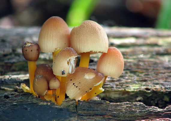 prilbička žltohlúbiková Mycena renati Quél.