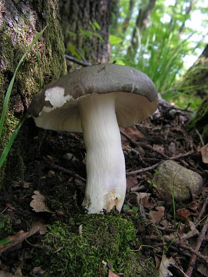 plávka modrastá Russula cyanoxantha (Schaeff.) Fr.