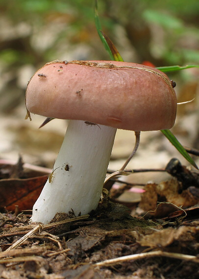 plávka Russula sp.