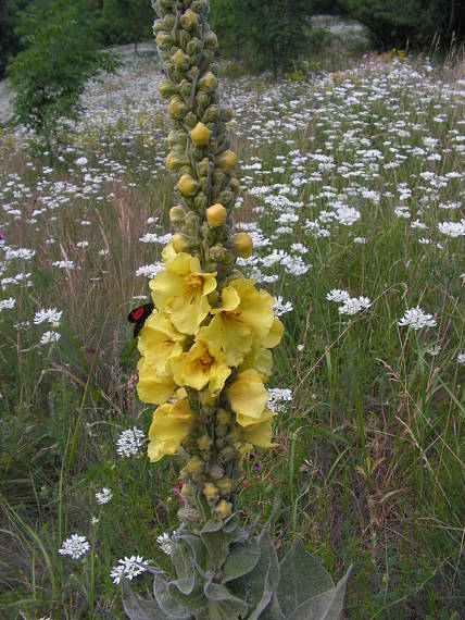 divozel veľkokvetý Verbascum densiflorum Bertol.