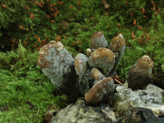 drevnatec  Xylaria polymorpha (Pers.) Grev.