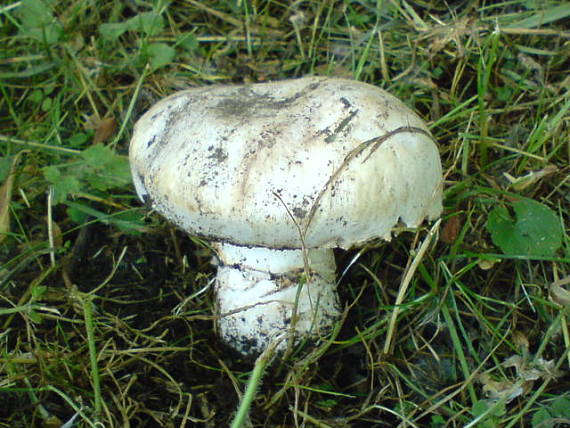 pečiarka obyčajná (Agaricus bitorquis)