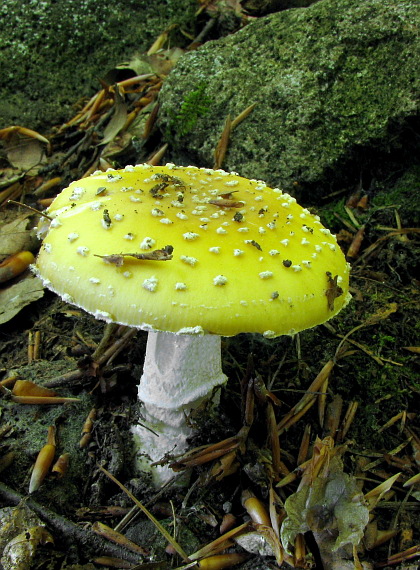 muchotrávka slamovožltá Amanita gemmata (Fr.) Bertill.