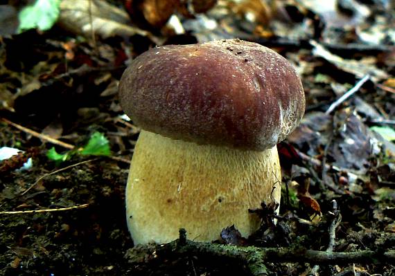 hríb sosnový Boletus pinophilus Pil. et Dermek in Pil.