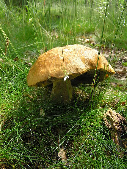 hríb dubový Boletus reticulatus Schaeff.