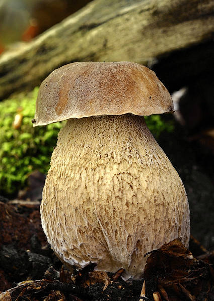 hríb dubový Boletus reticulatus Schaeff.