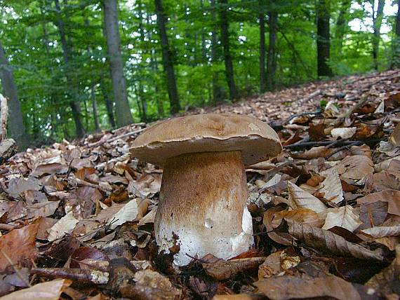 hríb dubový Boletus reticulatus Schaeff.