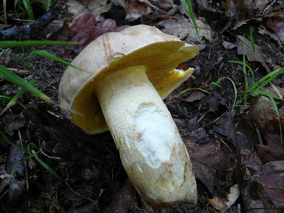 hrib kraľovsky Butyriboletus regius (Krombh.) D. Arora & J.L. Frank