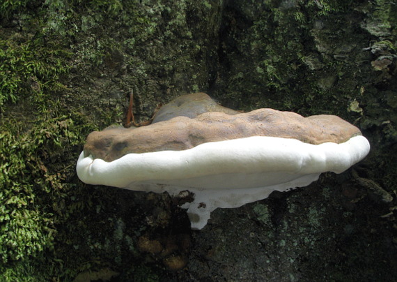 lesklokôrovka plochá Ganoderma applanatum (Pers.) Pat.