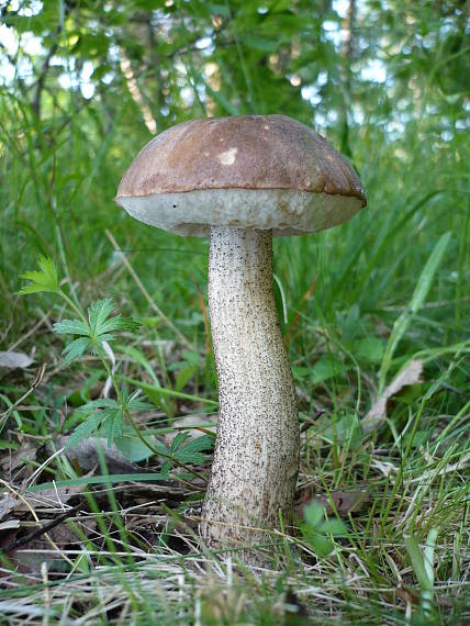 kozák brezovy (Prvy tohtorocny kozacik) Leccinum  scabrum