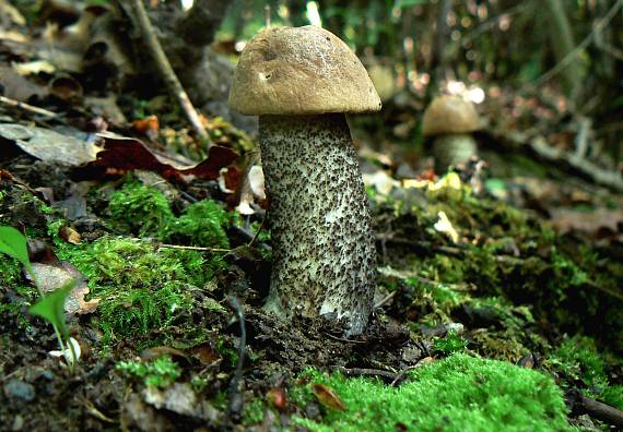 kozák hnedý Leccinum decipiens (Singer) Pilát & Dermek