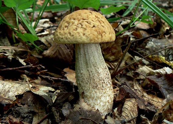 kozák hrabový Leccinum pseudoscabrum (Kallenb.) Šutara