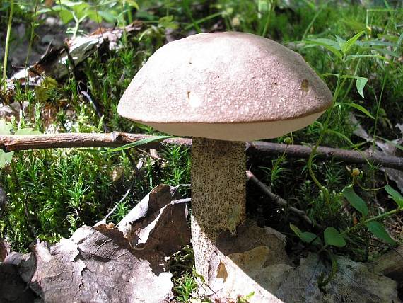 kozák hrabový Leccinum pseudoscabrum (Kallenb.) Šutara