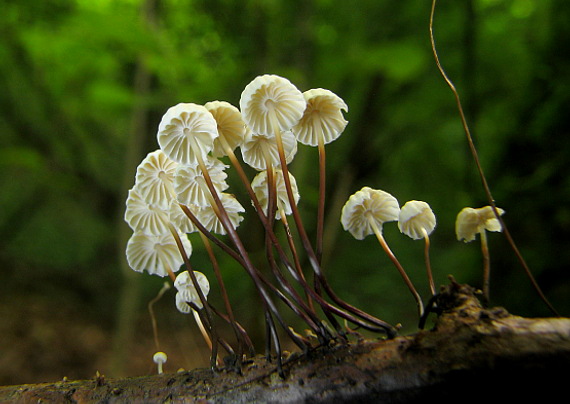 tanečnica golieriková Marasmius rotula (Scop.) Fr.