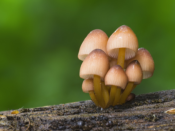 prilbička žltohlúbiková Mycena renati Quél.