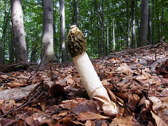 hadovka smradľavá Phallus impudicus L.