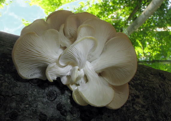 hliva buková Pleurotus pulmonarius (Fr.) Quél.